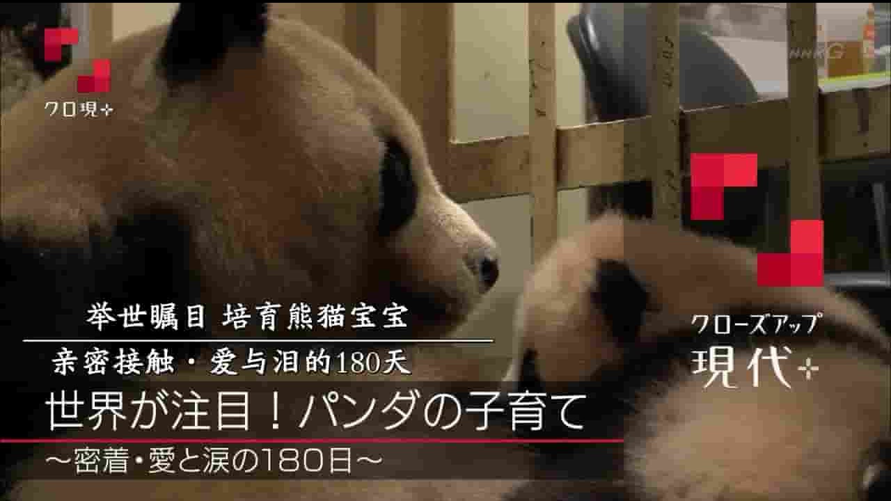 NHK纪录片《举世瞩目 培育熊猫宝宝 亲密接触·爱与泪的180天 2017》全1集 日语中字 720p高清网盘下载