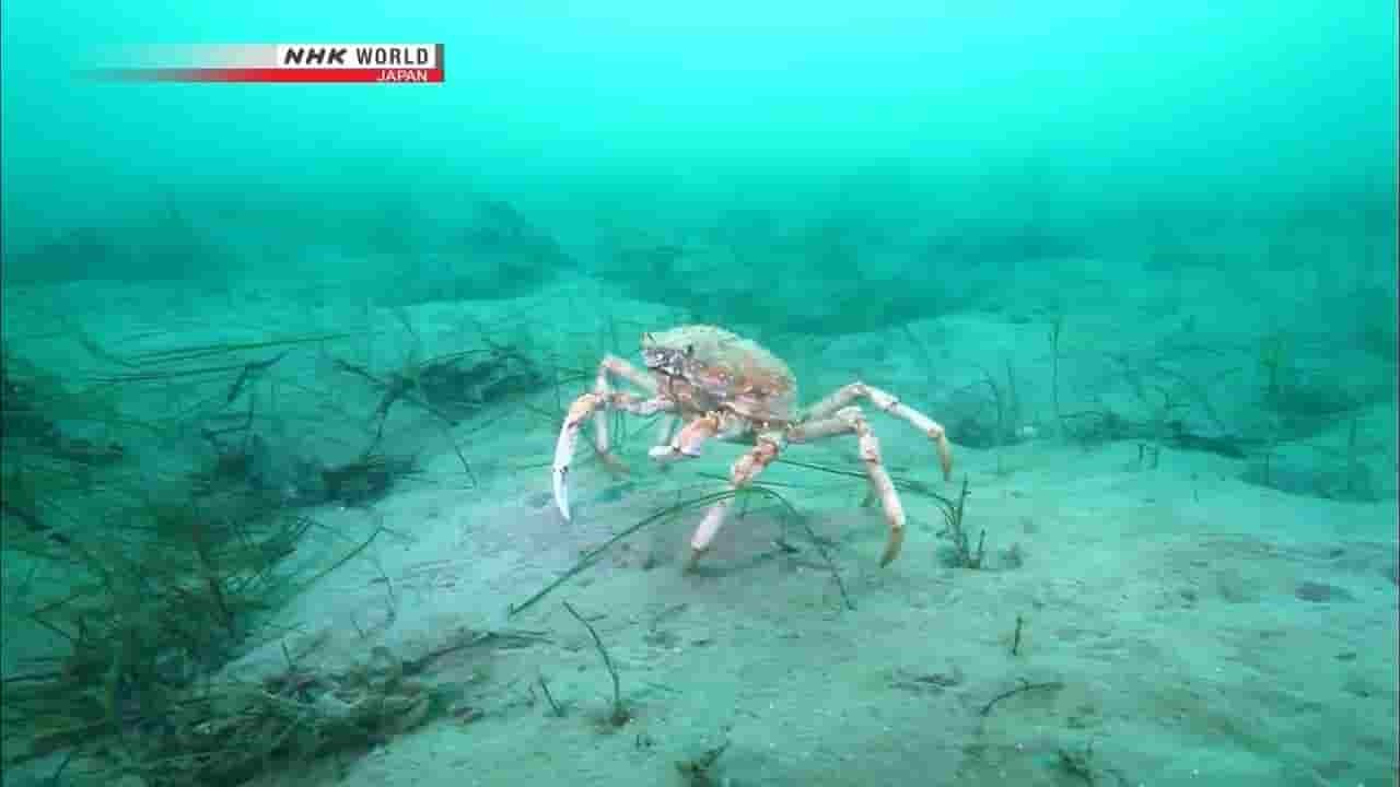 NHK纪录片《蜘蛛蟹军团 Mystery of Spider Crab Congregation》全1集 英语无字 720P高清网盘下载 