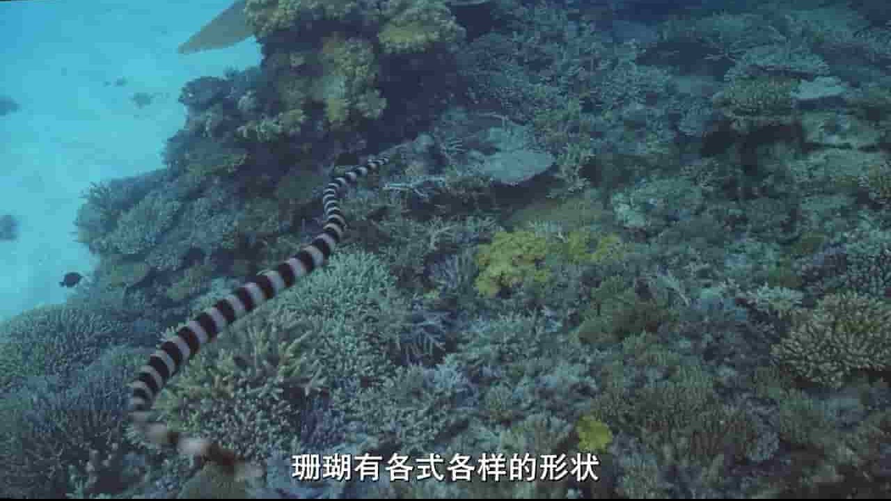 法国纪录片《海洋王国 Kingdom of the Oceans》全4集 法语中字 1080P高清网盘下载 