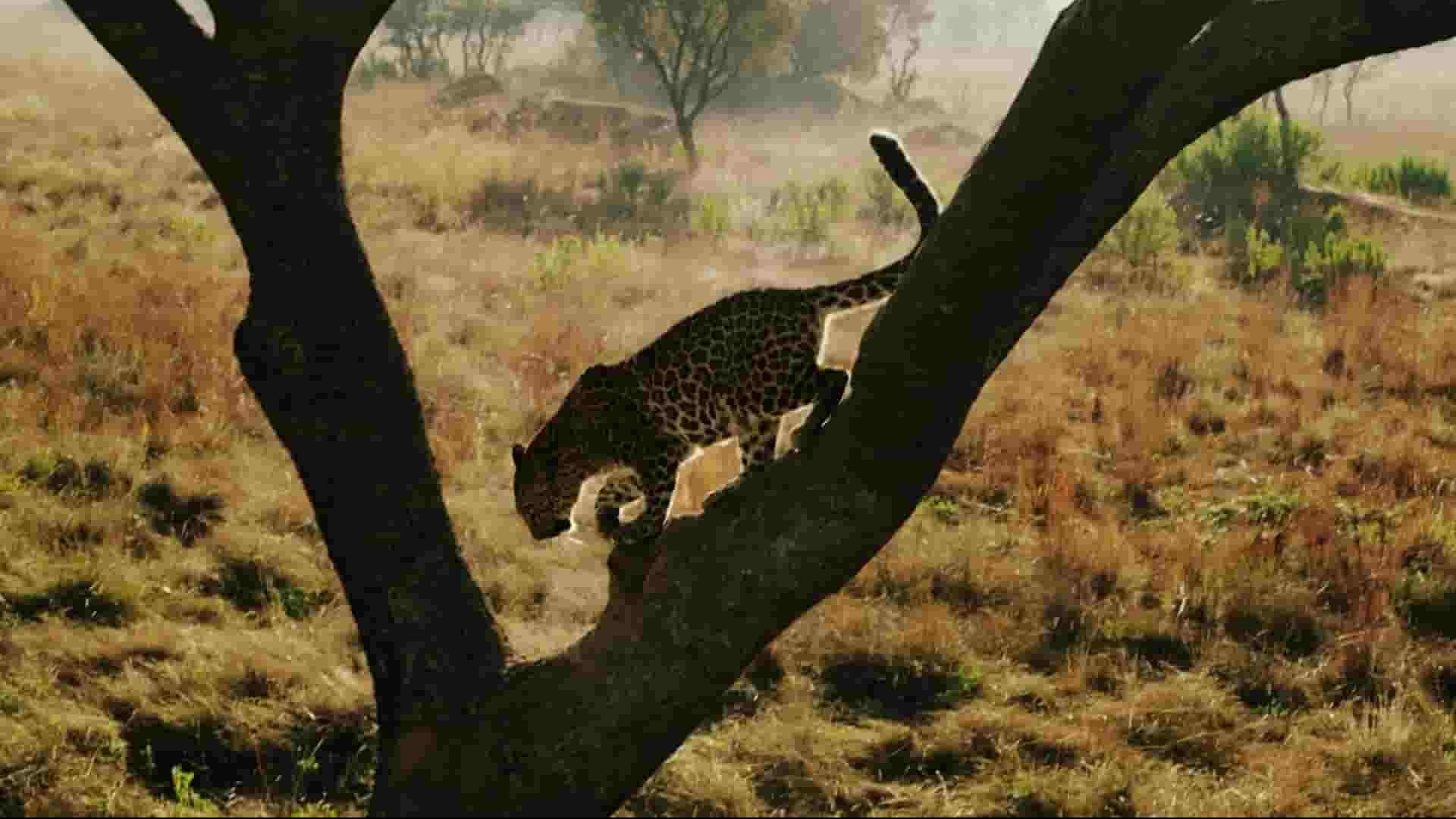 PBS纪录片《美国豹猫 American Ocelot 2022》全1集 英语中英双字 1080P高清网盘下载