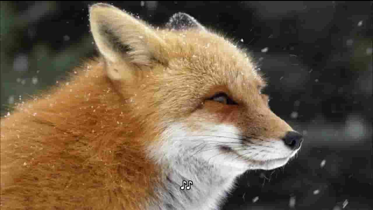 PBS纪录片《狐狸传说 Fox Tales 2017》全1集 英语英字 720P高清网盘下载
