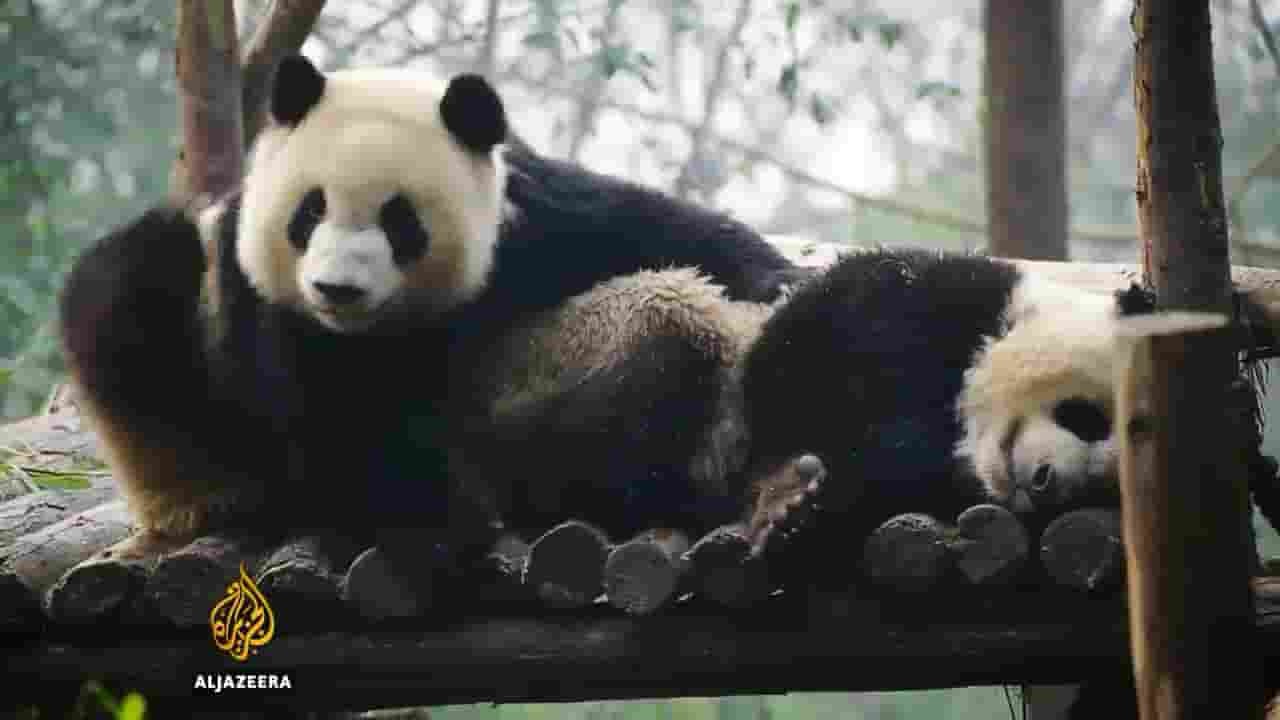 半岛电视台《拯救大熊猫 Saving China