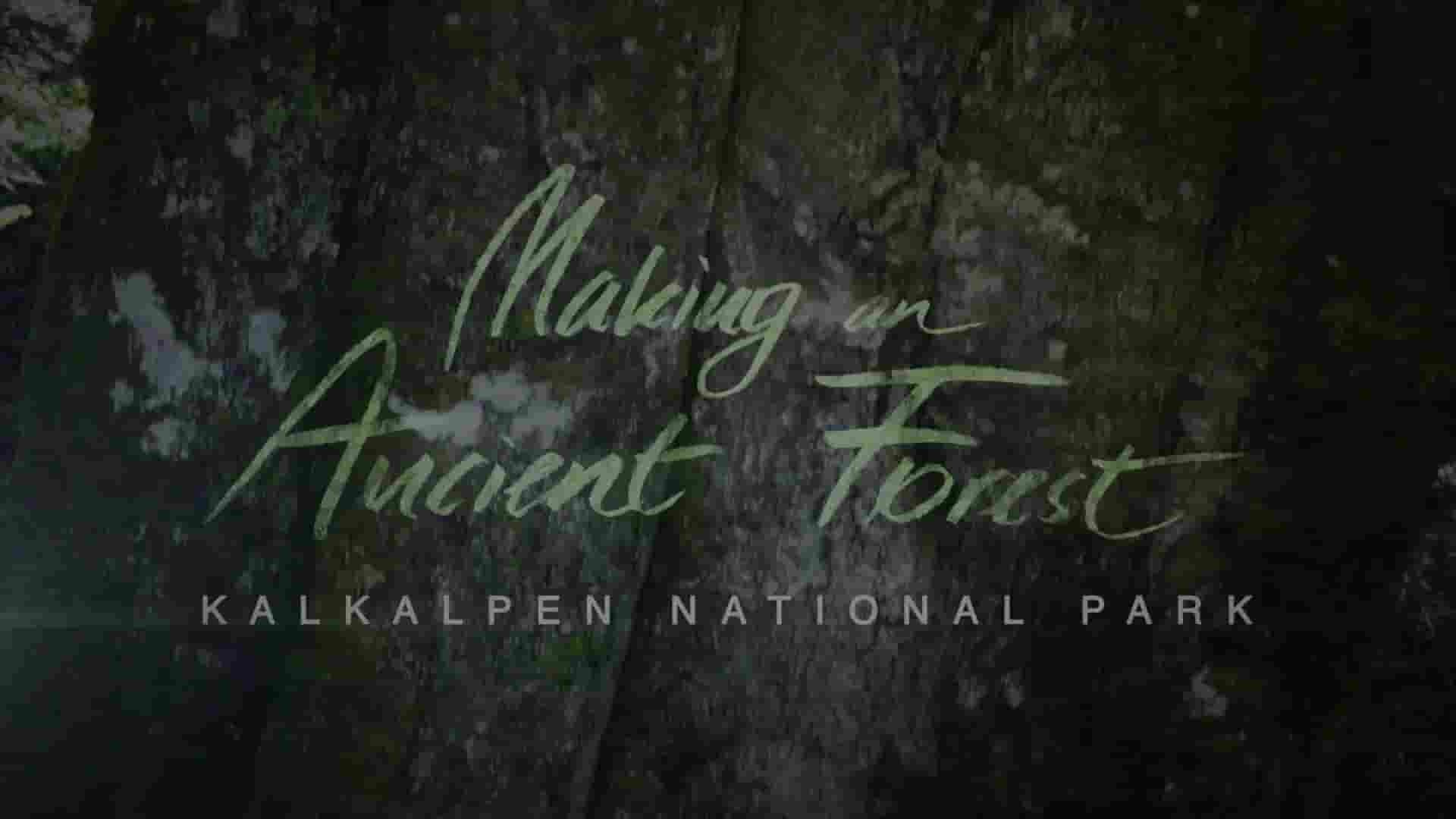 Science Vision纪录片《回归远古森林—Kalkalpen国家公园 Making An Ancient Fores 2017》全1集 英语英字 1080P高清网盘下载