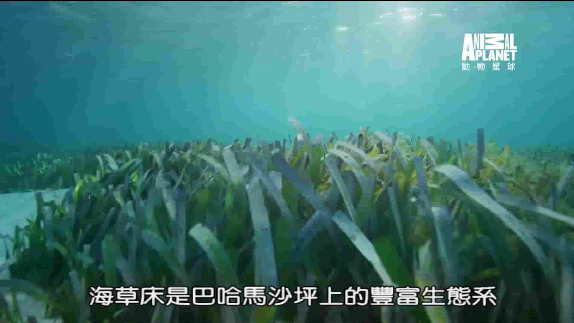 探索频道 动物星球《蓝色巴哈马：沙滩公寓 Bahama Blue:The Sand Flats 2017》全4集 英语中字 1080P高清网盘下载