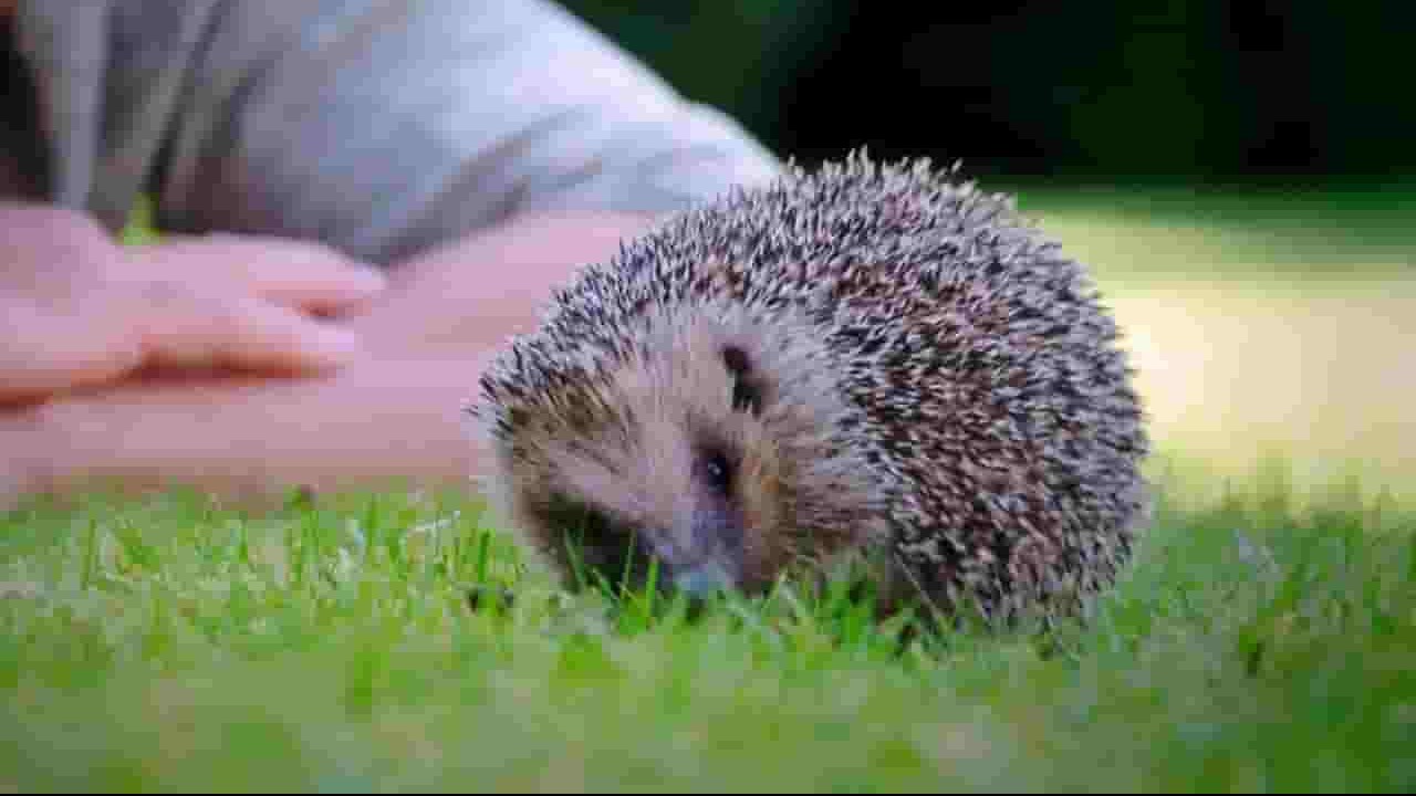 Ch5纪录片《遇见刺猬 Meet the Hedgehogs 2017》全1集 英语英字 720P高清网盘下载