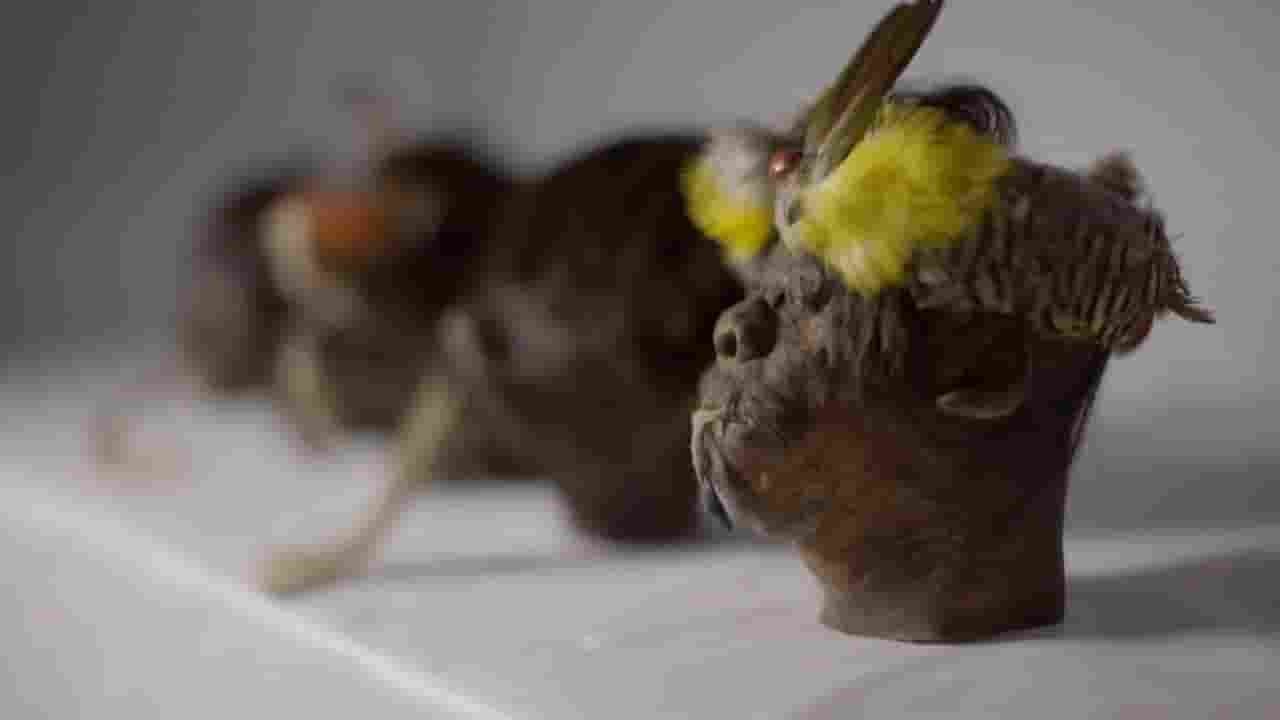  Ch5纪录片《古代之谜：亚马逊缩头术 Ancient Mysteries Shrunken Heads Of The Amazon 2017》全1集 英语无字 720P高清网盘下载