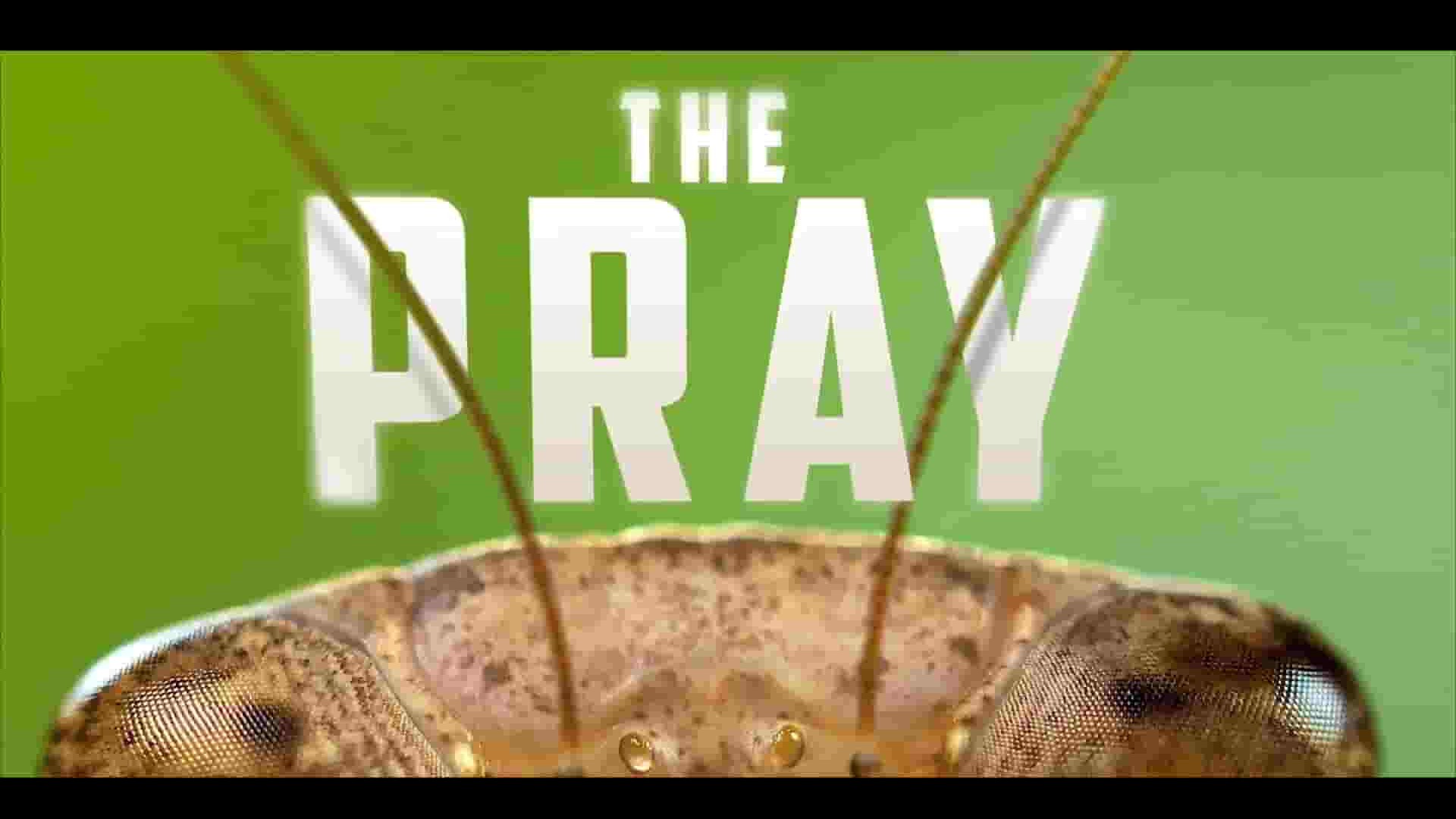 Wildlife Film纪录片《螳螂 The Pray 2017》全1集 英语英字 1080P高清网盘下载 