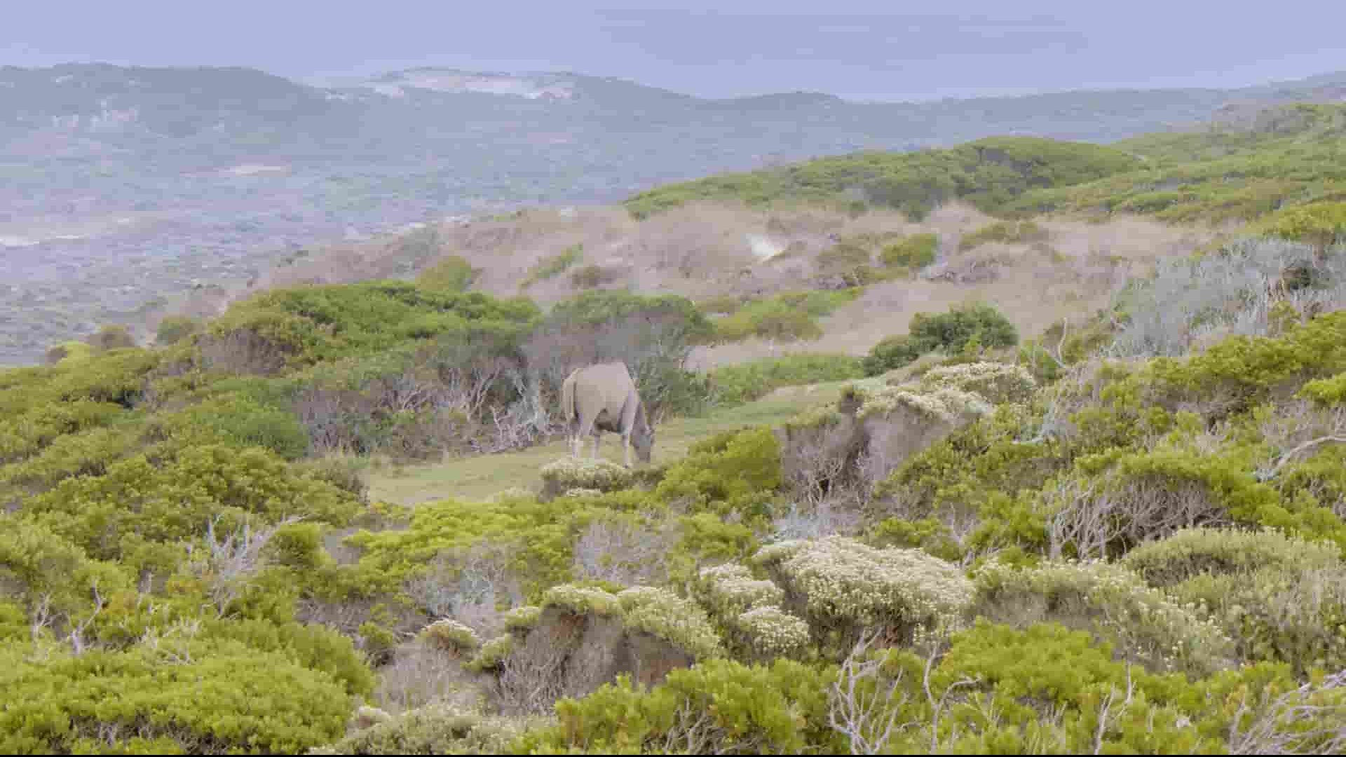 史密森尼频道《非洲的壮阔保护区/了不起的非洲公园 Great Parks of Africa 2018》全12集 英语英字 1080P高清网盘下载