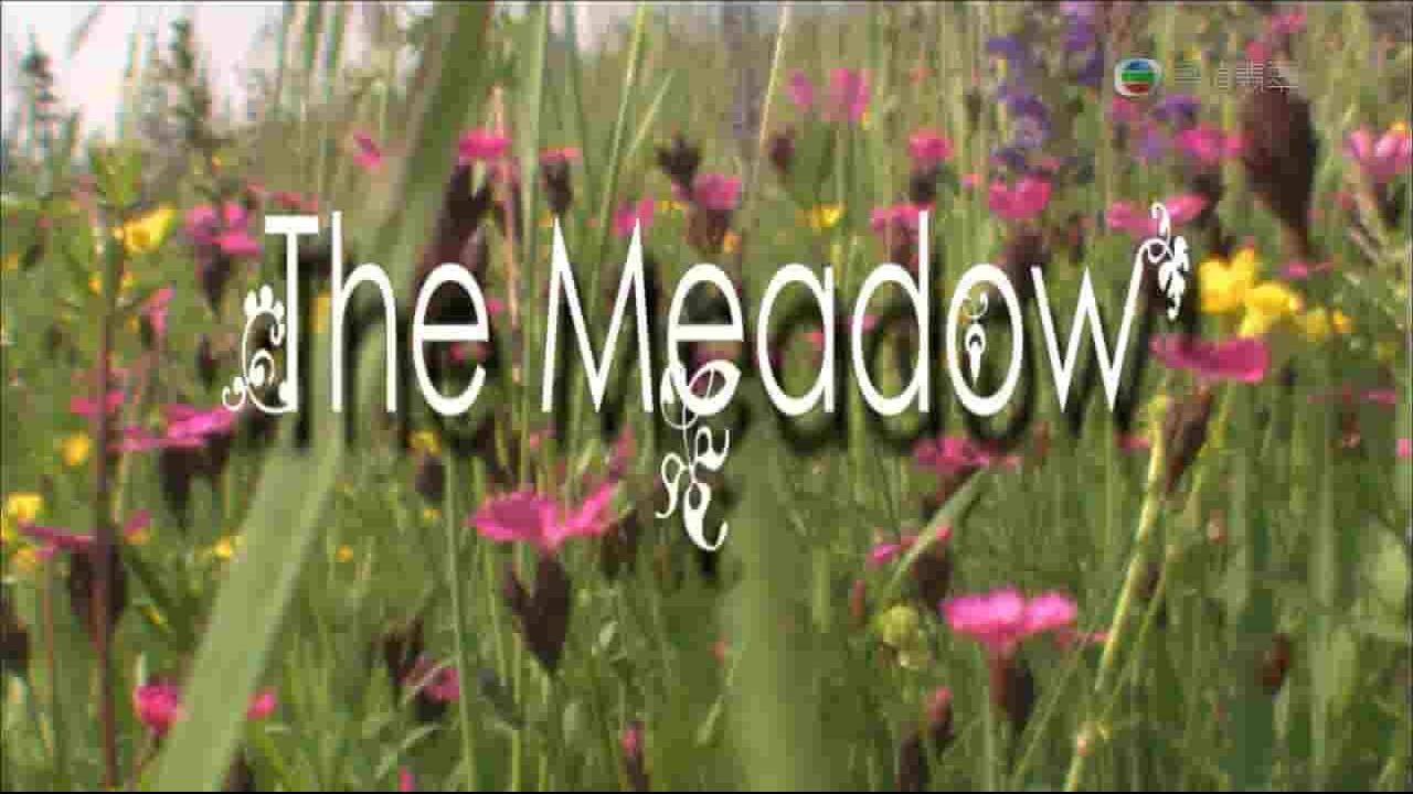高清翡翠台《天赐草原 The Meadow 2009》全1集 英语中字 720P高清网盘下载