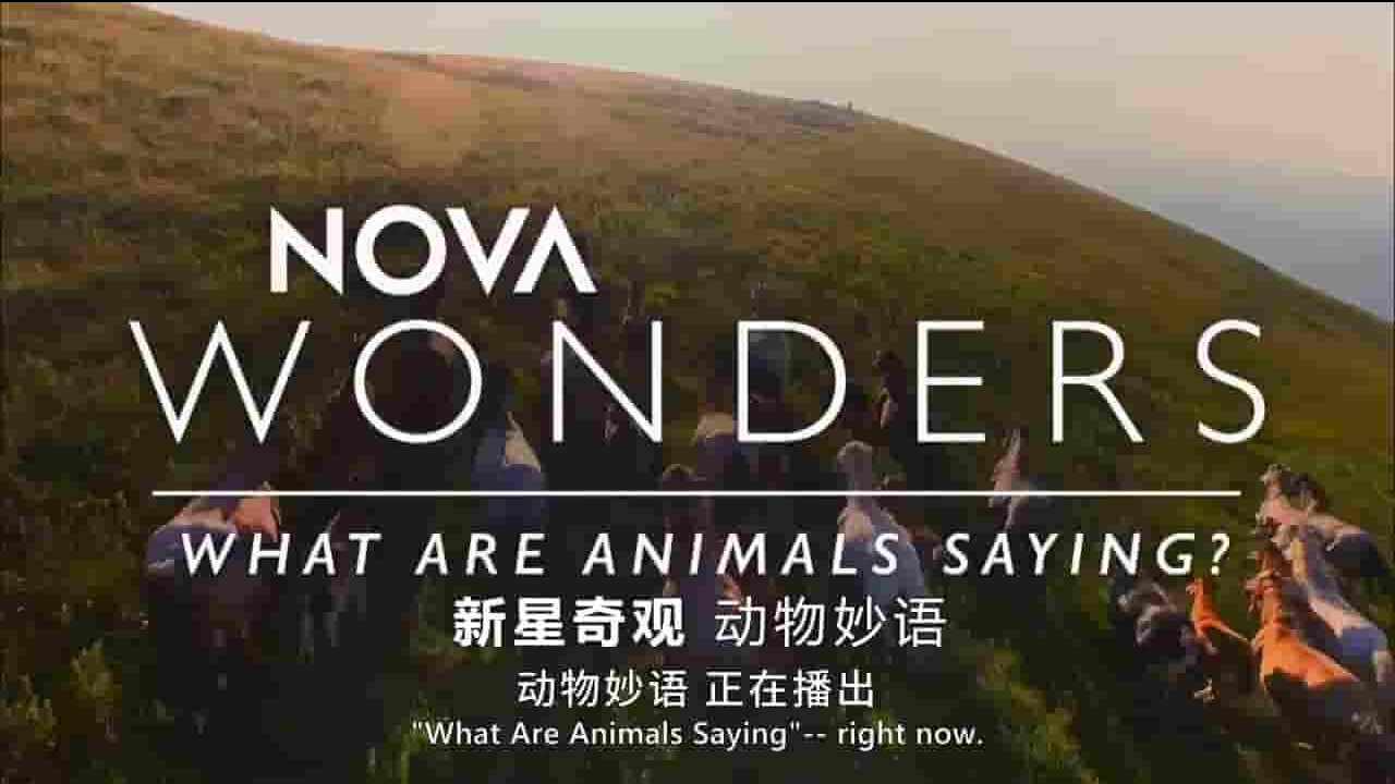 PBS纪录片《动物真奇妙/动物妙语 What Are Animal Saying 2018》全1集 英语中字 720P高清网盘下载 