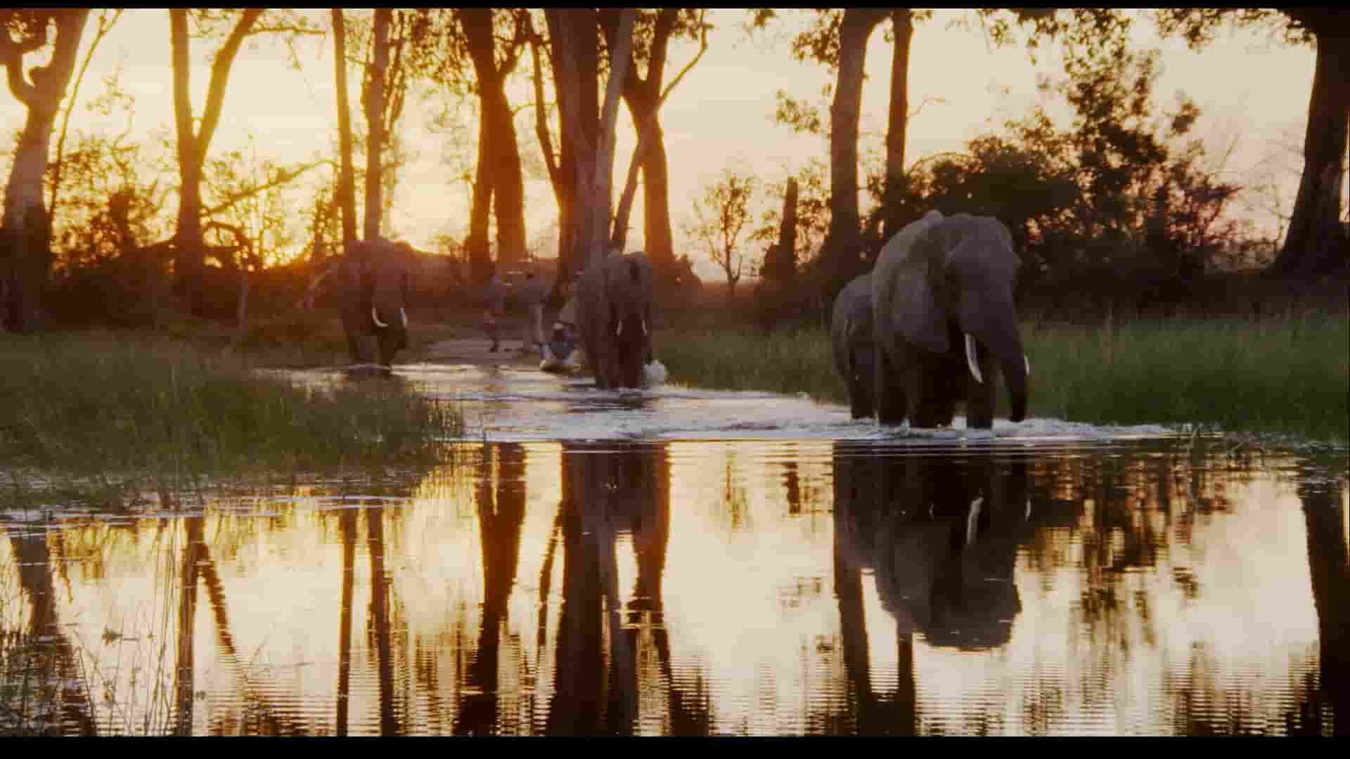 Netflix纪录片《纳勒迪：一只小象的故事 Naledi: A Baby Elephant