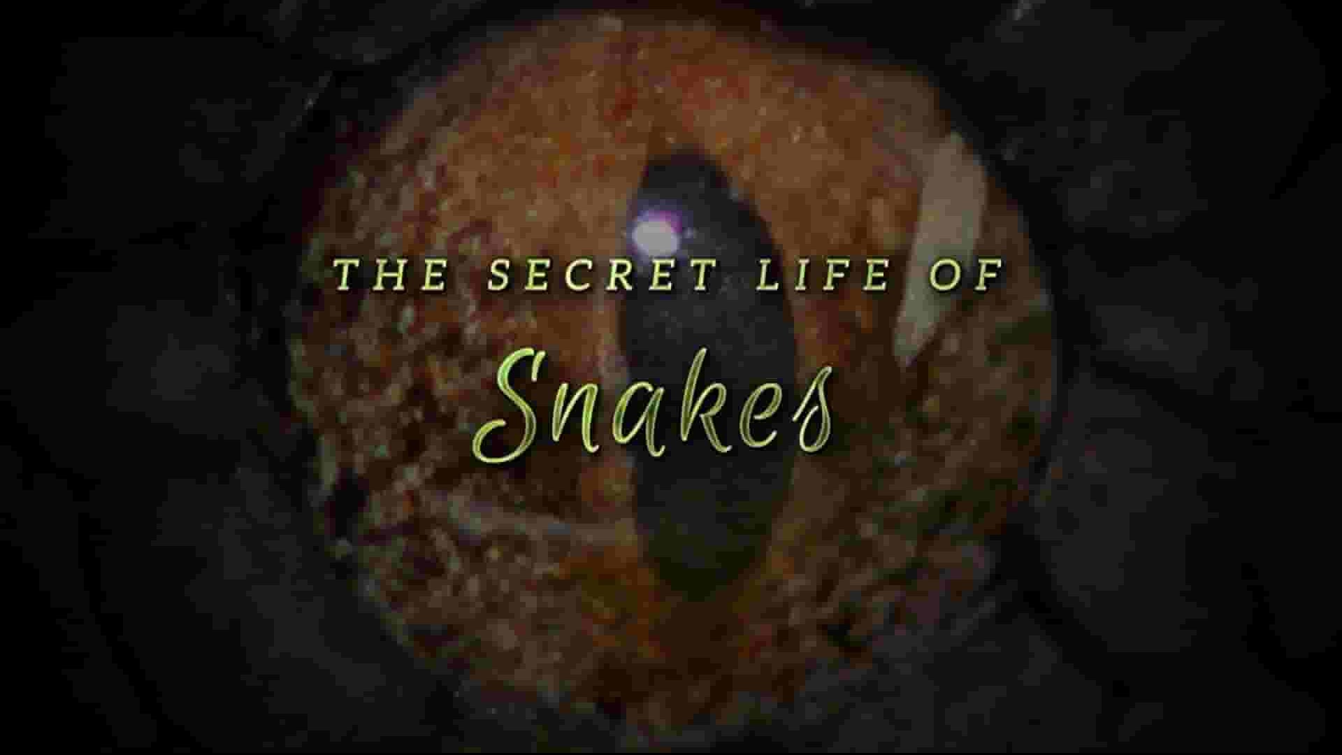ORF纪录片《蛇的秘密生活 The Secret Life Of Snakes 2016》全1集 英语英字 1080P高清网盘下载 