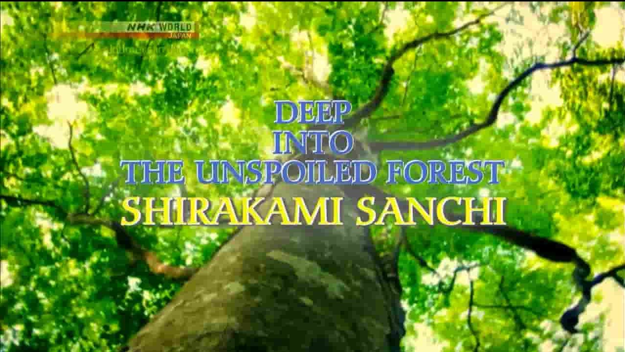 NHK纪录片《旅行日本 白神山地：深入原生森林 Deep into the Unspoiled Forest Shirakami Sanchi 2017》全1集 英语无字 720p高清网盘下载