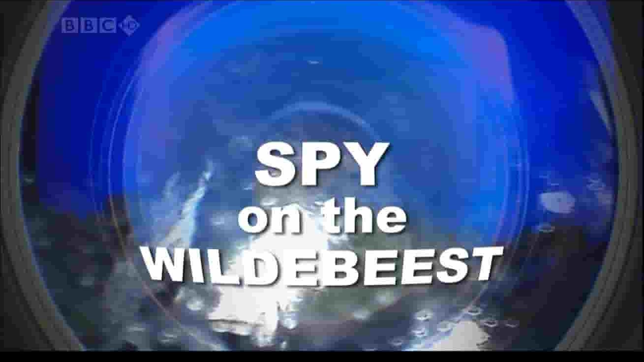 BBC纪录片《大迁徙 角马群里的间谍 Trek: Spy on the Wildebeest》全2集 英语中字 720P高清网盘下载 