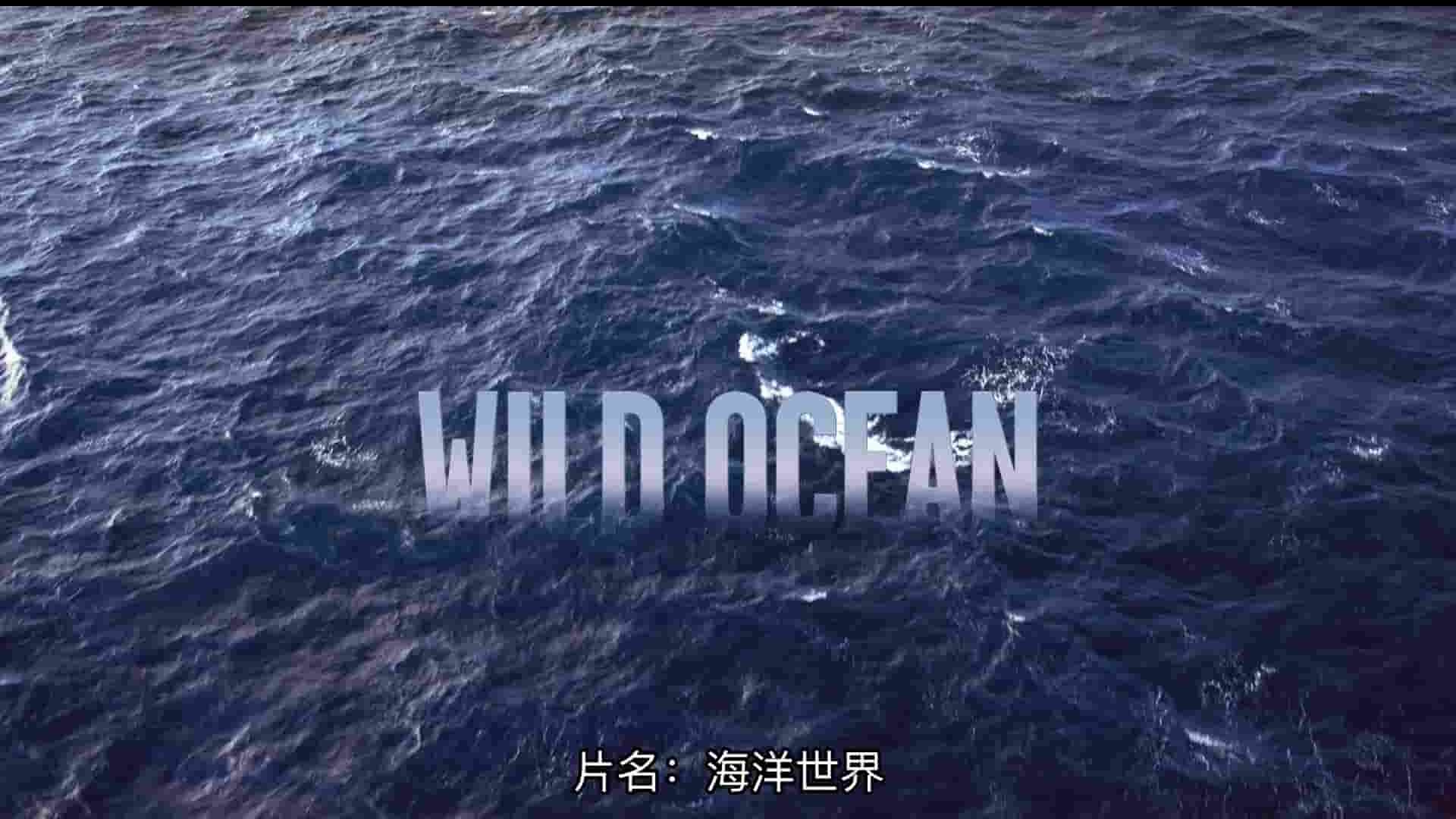 IMAX纪录片《野性海洋 Wild Ocean 2008》全1集 英语中字 1080P高清网盘下载 