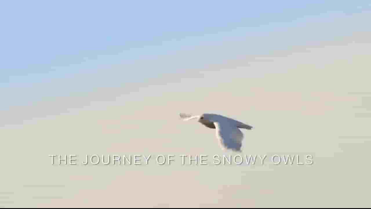 Albatross Films纪录片《冬日传说—雪鸮的旅程 A Winter