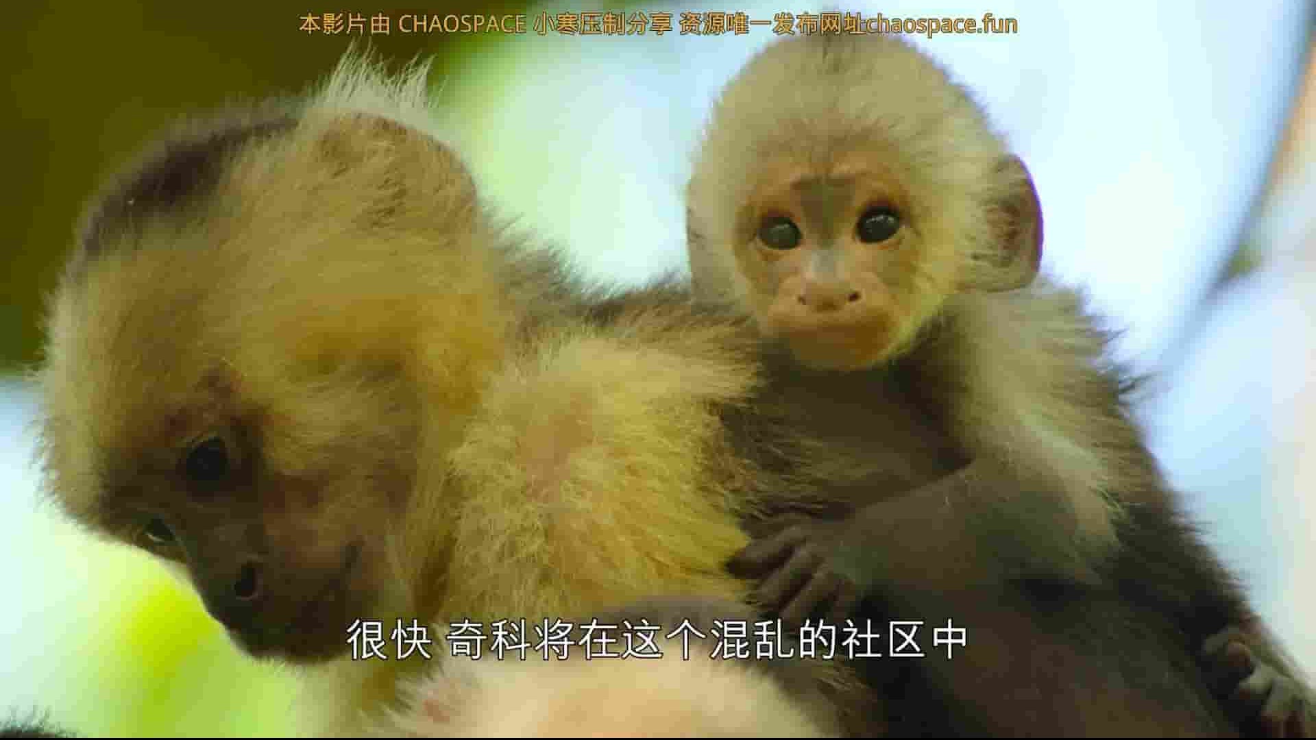 Netflix纪录片《野生动物宝宝/野生动物幼崽 Wild Babies 2022》第1季 全8集 英语中字 1080P高清网盘下载