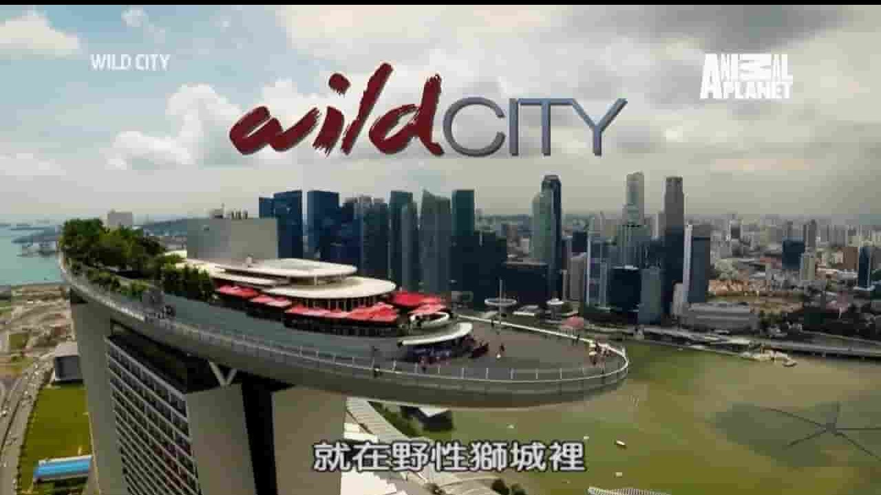 BSkyB纪录片《荒野城市/艾登勃罗野性狮城/野性新加坡 Wild City 2016》全3集 英语中字 1080P高清网盘下载