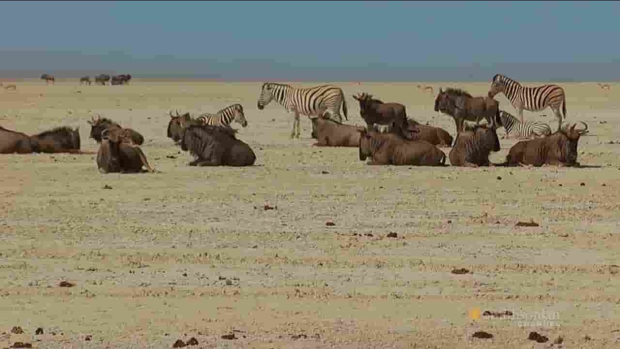 斯密森频道《纳米比亚：狂野奇迹 Namibia