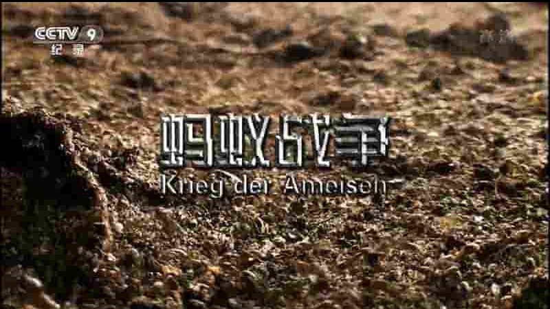 德国纪录片《蚂蚁战争 Krieg der Ameisen 2012》全1集 国语中字 1080i高清网盘下载