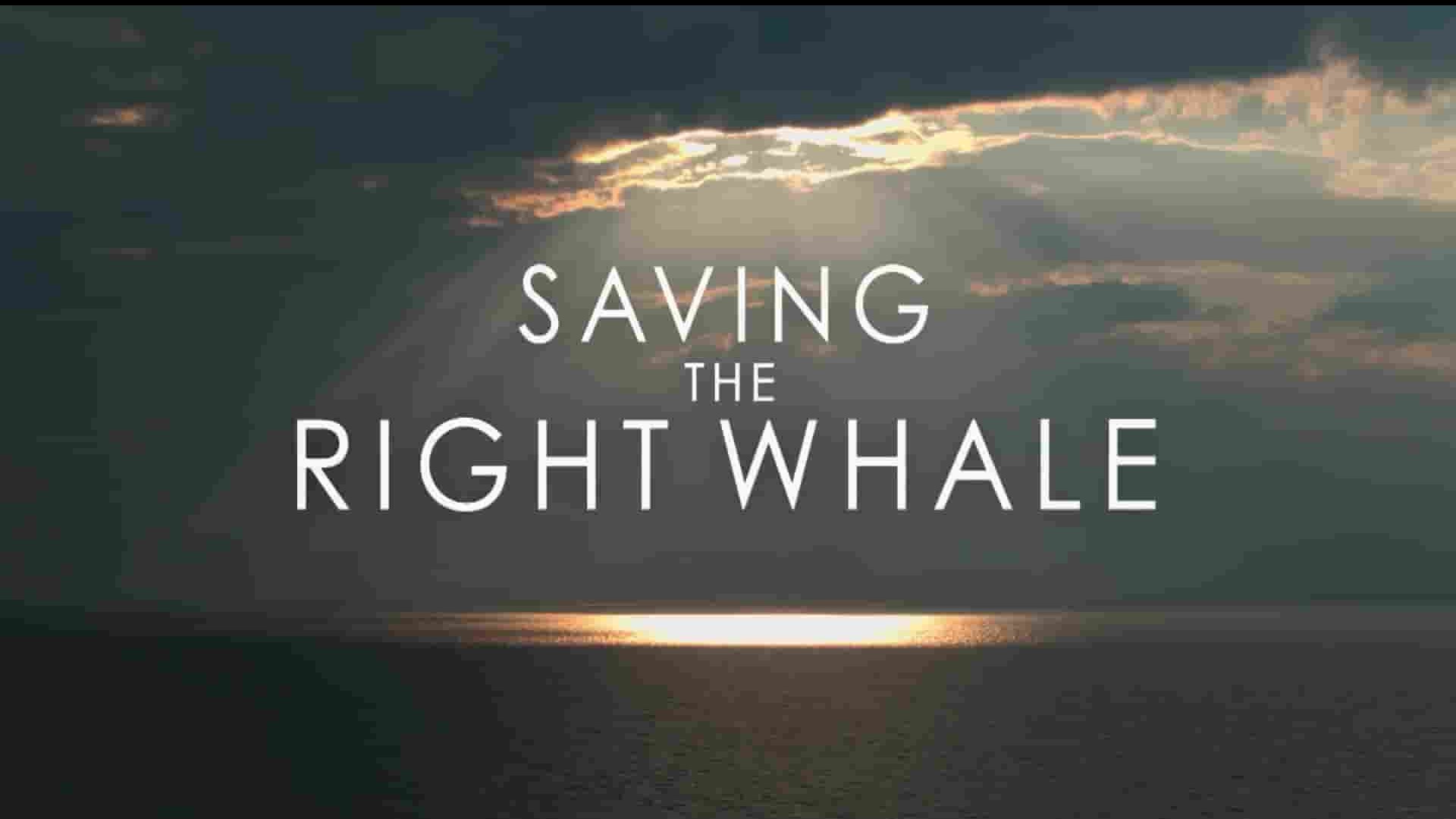 PBS纪录片《拯救露脊鲸 Saving the Right Whale 2023》全1集 英语中英双字 1080P高清网盘下载
