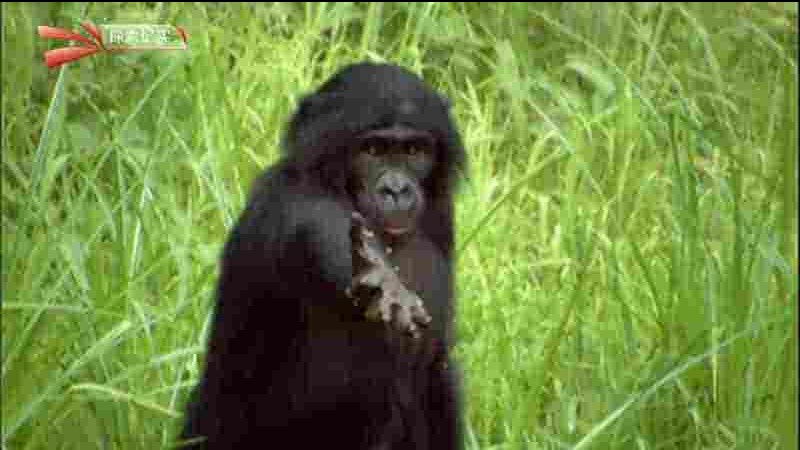 探索频道《天才类人猿 Human Ape 2008》全1集 英语中字 1080i高清网盘下载