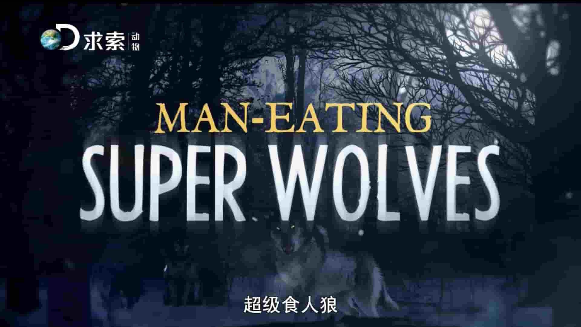 求索纪录片《超级食人狼 Man-Eating Super Wolves 2015》全1集 国语中字 1080P高清网盘下载