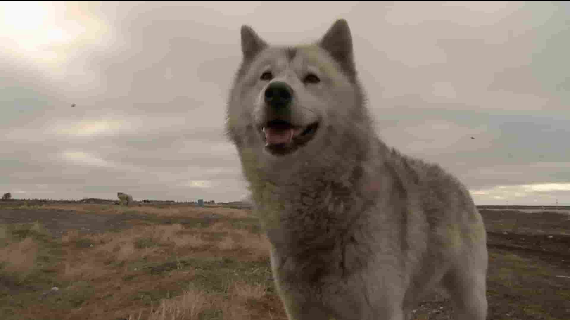 新西兰纪录片《濒危的爱斯基摩犬 The Last Dogs of Winter 2011》全1集 英语中字 1080P高清网盘下载