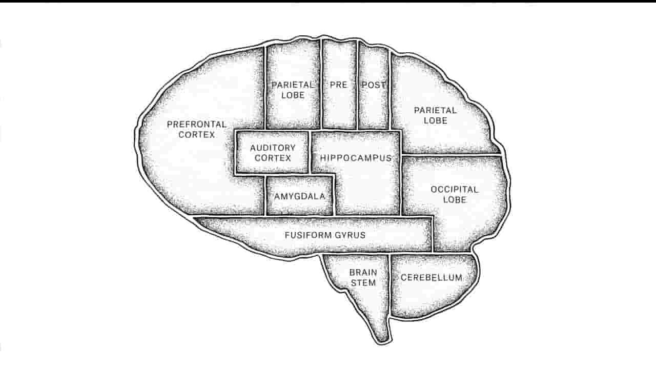 Netflix纪录片《头脑解密 The Mind, Explained 2019》全5集 英语中字 720P高清网盘下载 