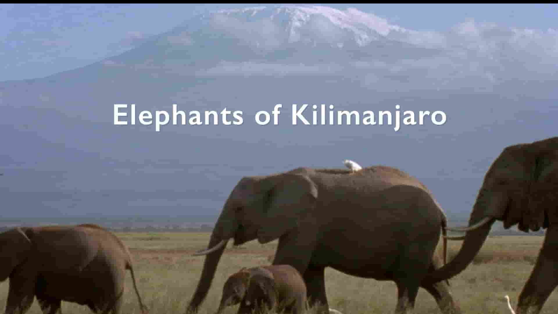 坦桑尼亚纪录片《乞力马扎罗的大象 Elephants of Kilimanjaro 2022》全1集 英语中英双字 1080P高清网盘下载