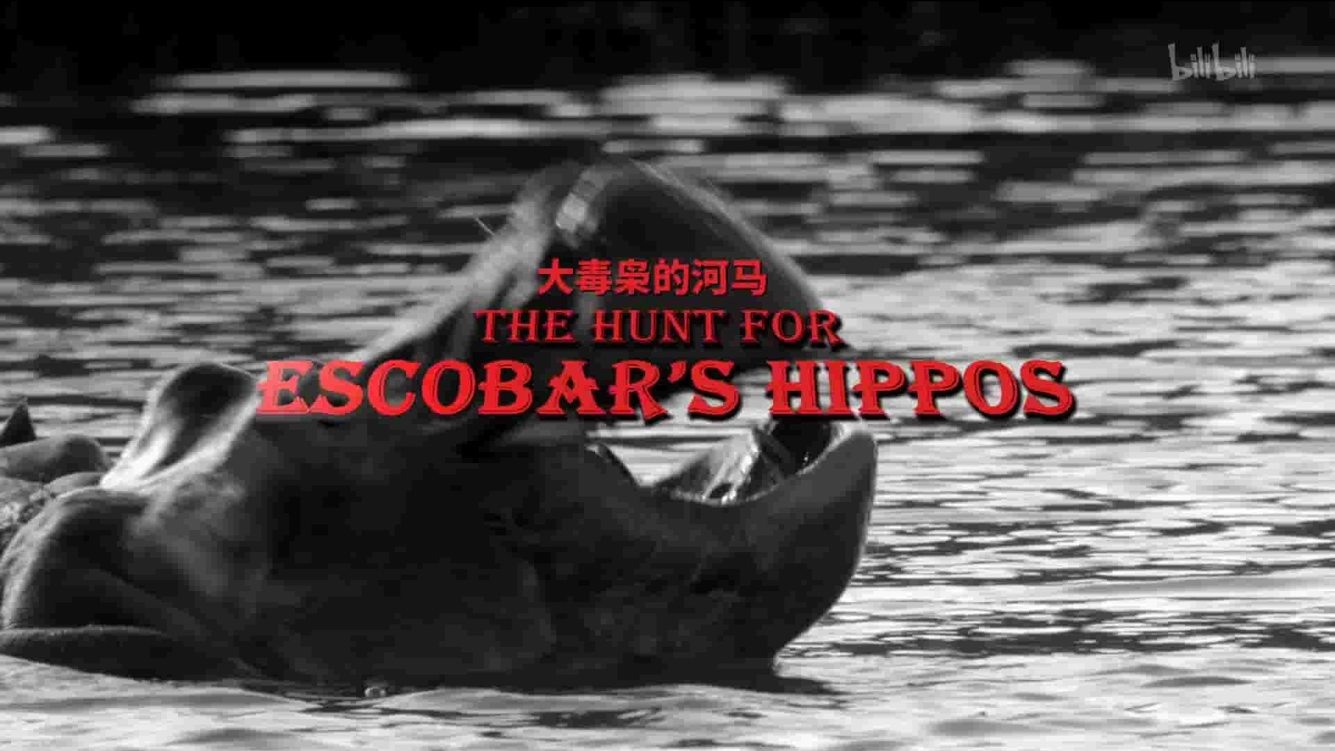 美国纪录片《大毒枭的河马 The Hunt for Escobar