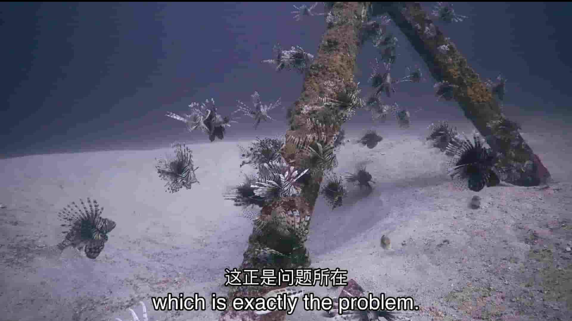 PBS纪录片《海洋入侵者 Ocean Invaders 2022》全1集 英语中英双字 1080P高清网盘下载