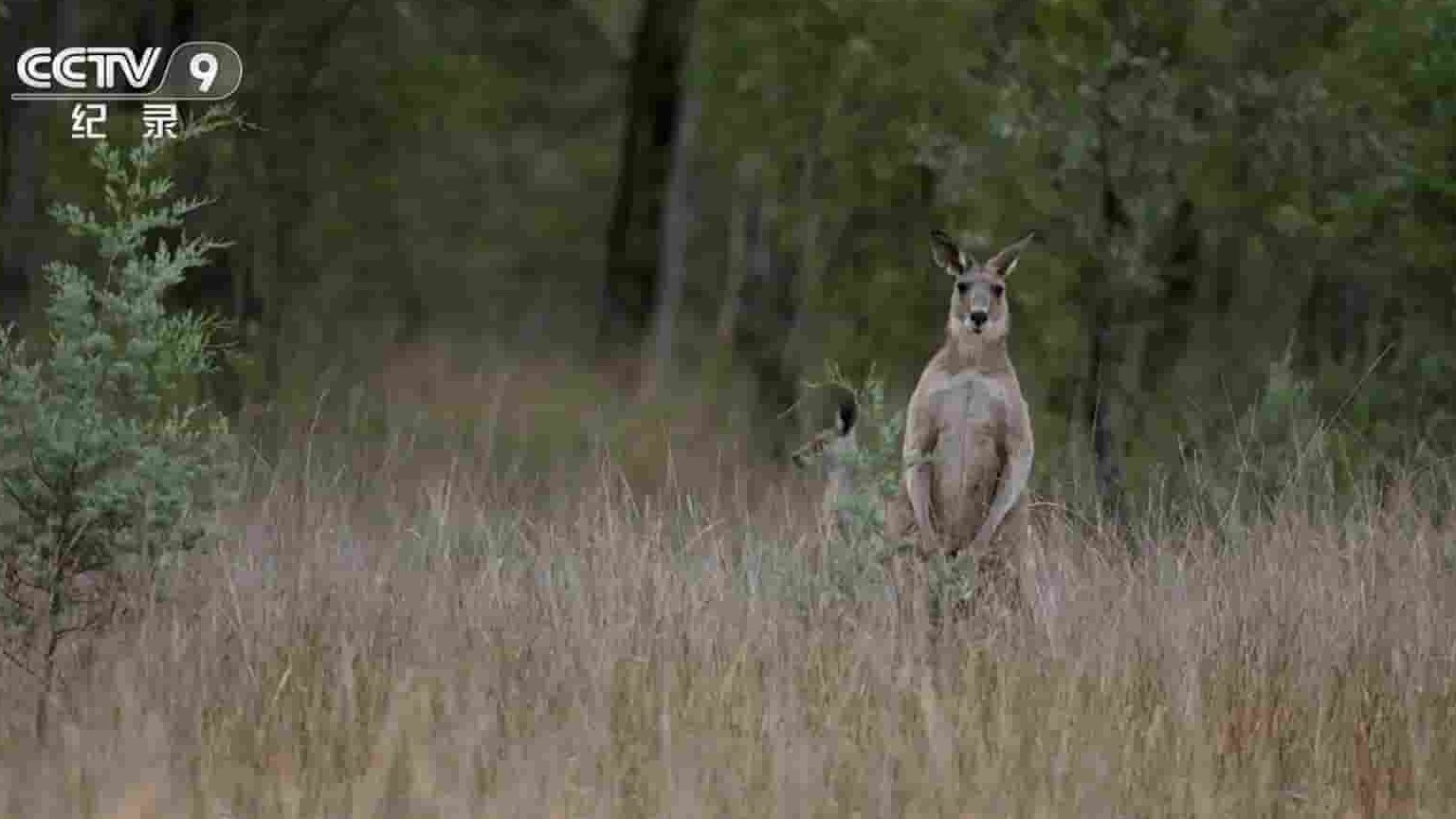 PBS纪录片《袋鼠的秘密生活 Secret Life of the Kangaroo》第1季全3集 国语中字 1080P高清网盘下载