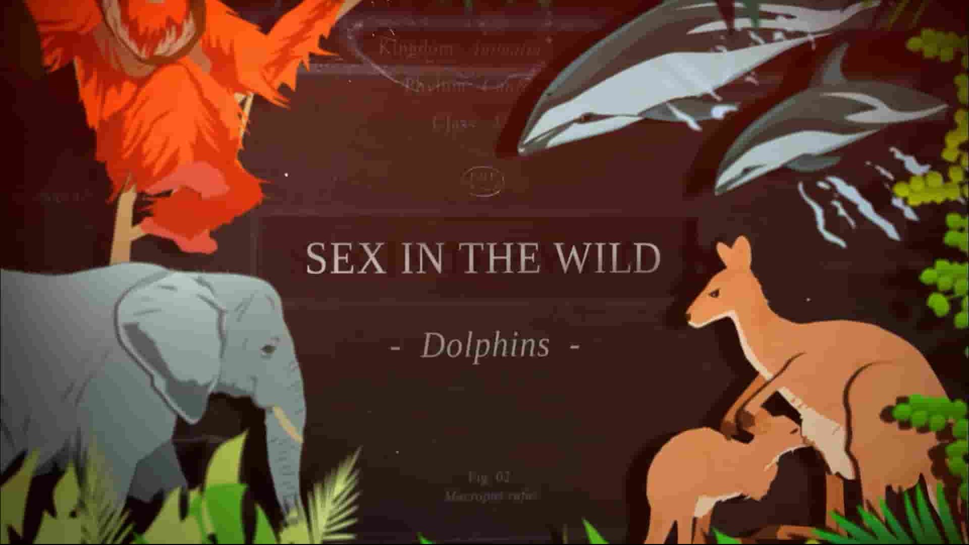 PBS纪录片《生于野外 Sex in the Wild 2014》第1季全4集 英语中英双字 1080P高清网盘下载