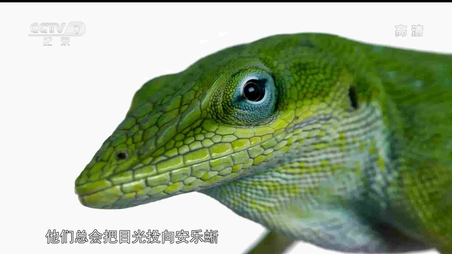 斯密森频道《蜥蜴法则 Laws of the Lizard》全1集 国语中字  1080P高清网盘下载