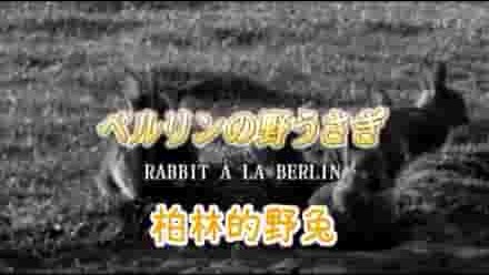 德国纪录片《柏林墙的野兔 Rabbit à la Berlin 2009》全1集 日语中字 标清网盘下载