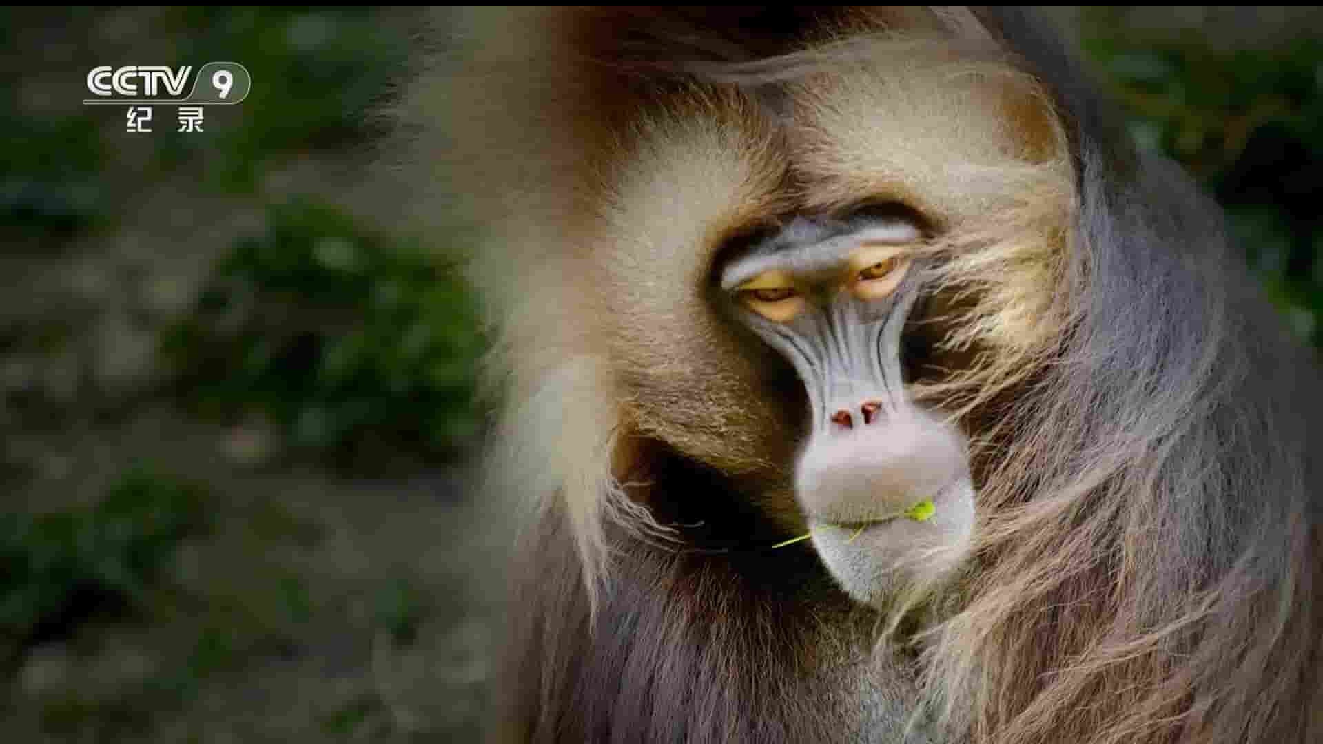 BBC纪录片《灵长王国 Primates 2020》全3集 国语中字 1080P高清网盘下载