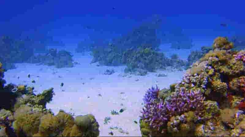 德国纪录片《红海 Red Sea 2016》全1集 英语中英双字 1080P高清网盘下载