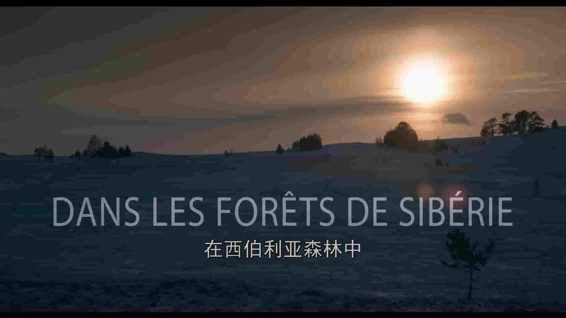 法国纪录片《在西伯利亚森林中 In the Forests of Siberia 2016》全1集 法语中字 1080P高清网盘下载