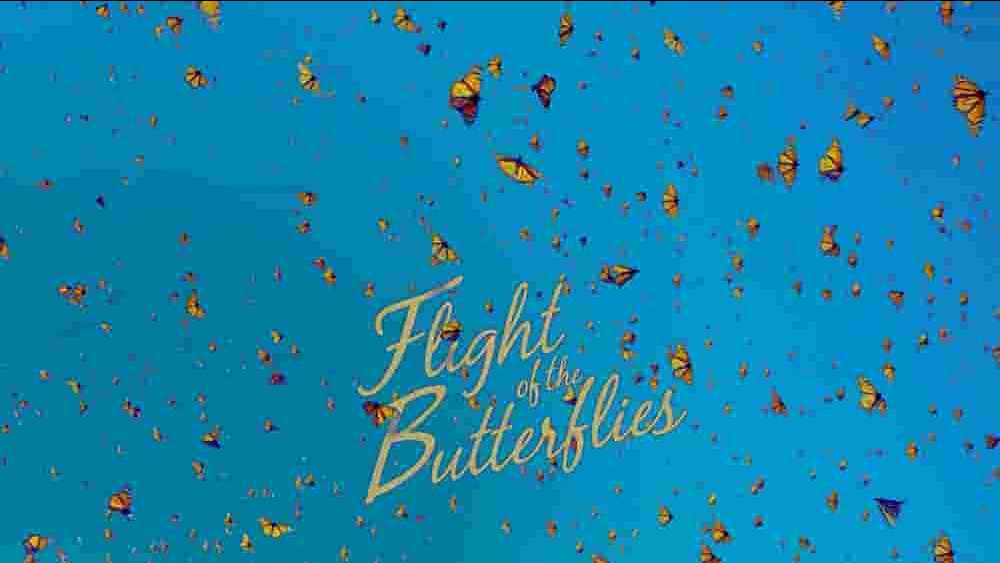 墨西哥纪录片《帝王蝶的迁徙 Flight of the Butterflies 2012》全1集 英语中字 4k超高清网盘下载