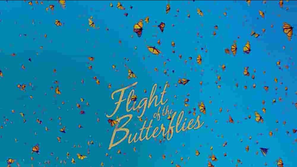 墨西哥纪录片《帝王蝶的迁徙 Flight of the Butterflies 2012》全1集 英语中字 4k超高清网盘下载
