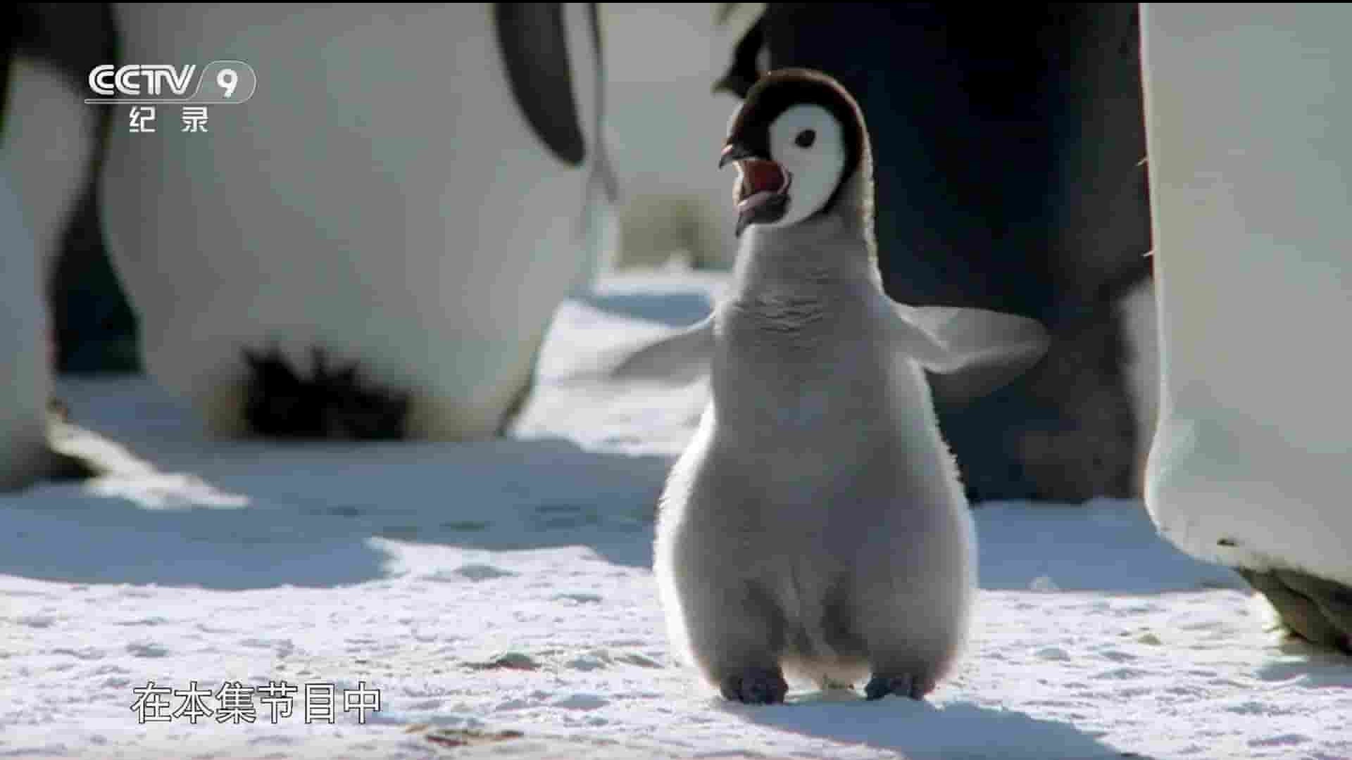 BBC纪录片《企鹅家族/企鹅与种族 Penguins: Meet the Family 2020》全1集 国语中字 1080P高清网盘下载