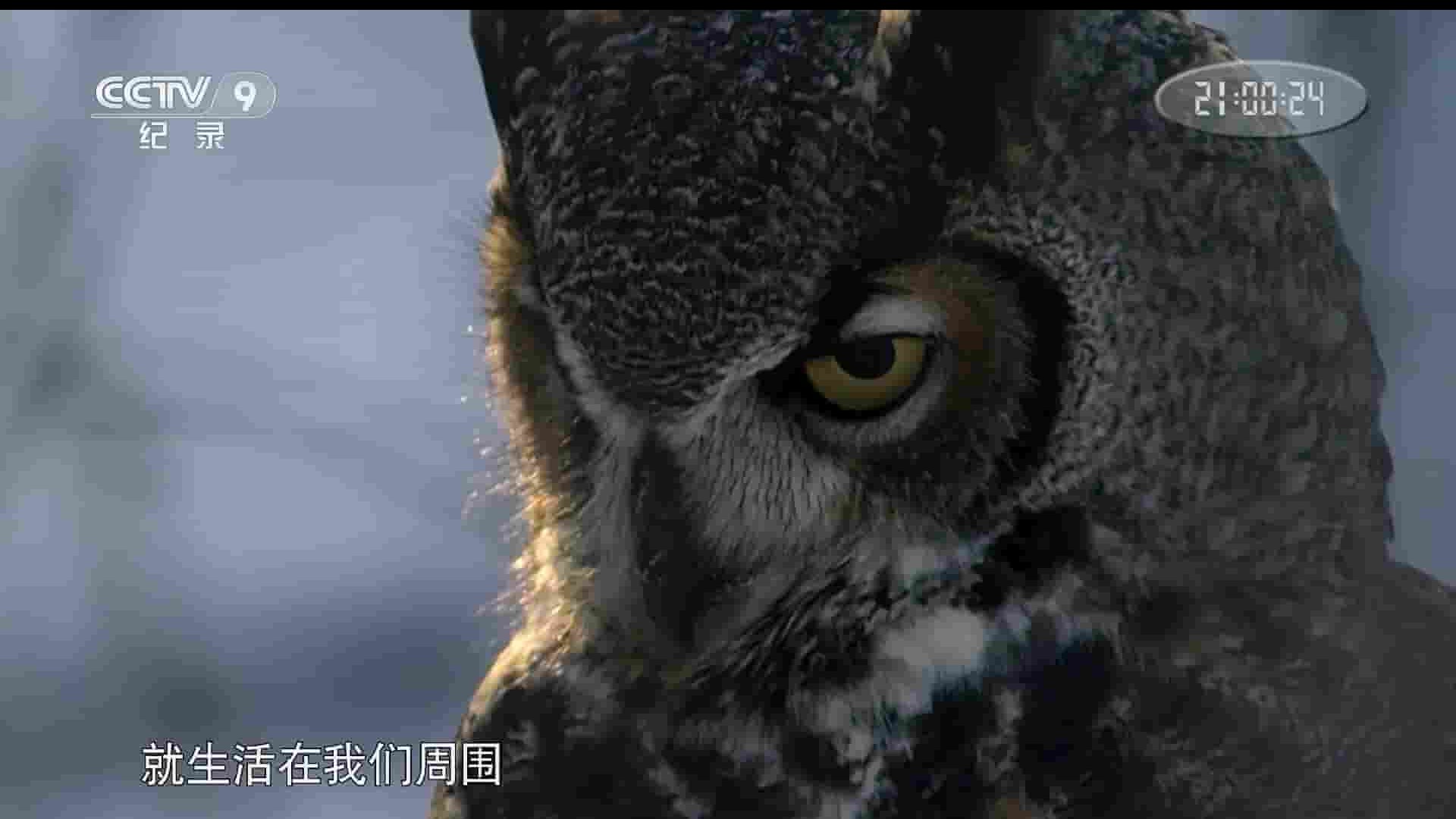 央视纪录片《猫头鹰的秘密生活 The Secret Life of Owls 2017》全1集 国语中字 1080i高清网盘下载