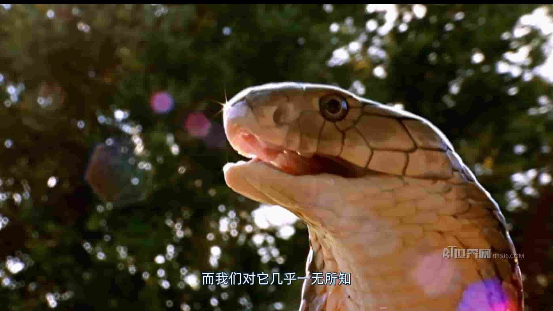 国家地理频道《眼镜蛇的秘密 Secrets of the King Cobra 2010》全1集 英语中字 1080P高清网盘下载