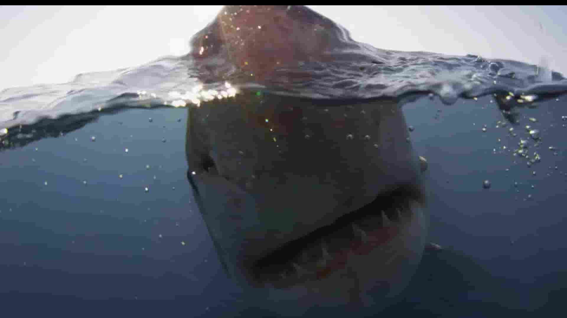 国家地理频道《迷彩鲨鱼 Camo Sharks 2022》全1集 英语内嵌中英多字幕 1080P高清网盘下载