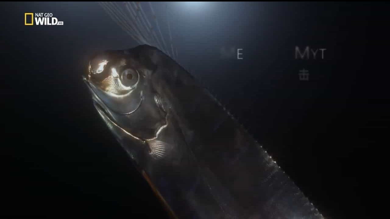 国家地理频道《直击传说中的大海蛇：皇带鱼 Giant Sea Serpent: Meet The Myth 2021》全1集 英语内嵌中英双字 720P高清网盘下载