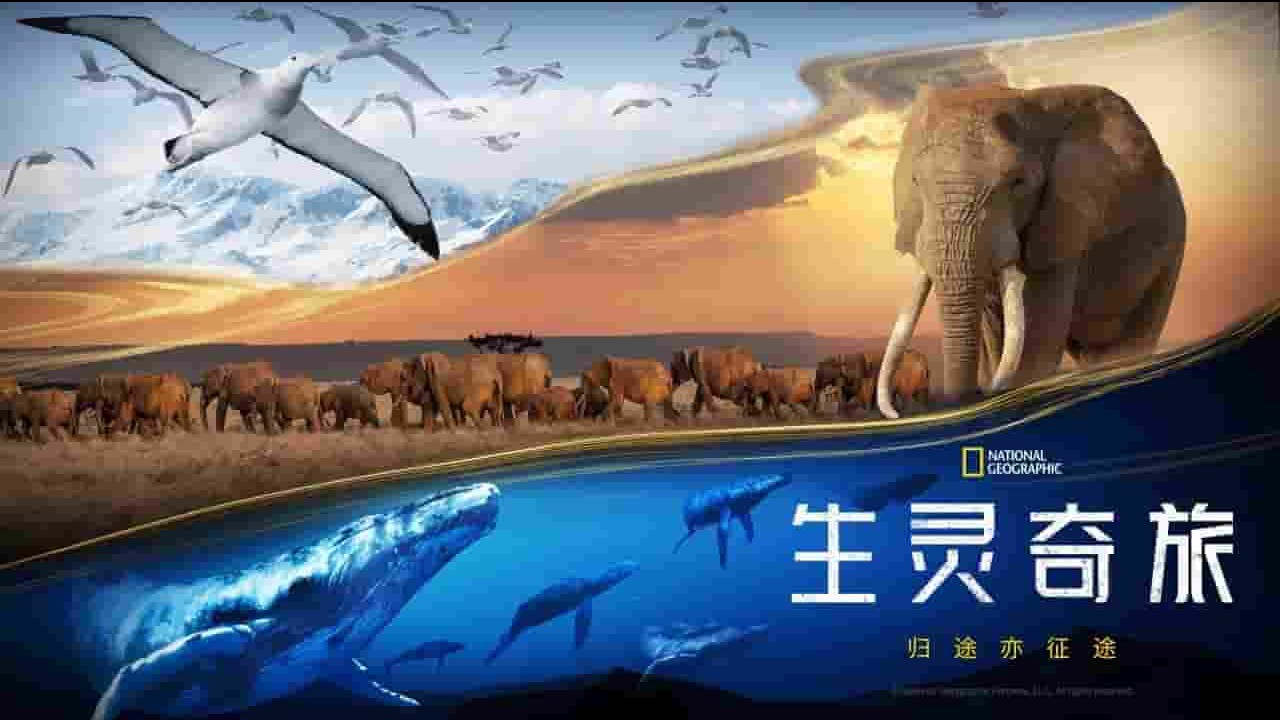 DISNEY/美国纪录片《生灵奇旅 Incredible Animal Journeys 2023》全7集 中字内嵌字幕  HDR 4K超高清网盘下载