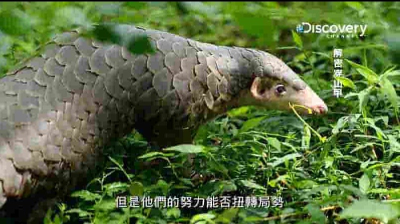 探索频道《解密穿山甲 Secret of One Pangolin 2018》全1集 英语中字 1080P高清网盘下载