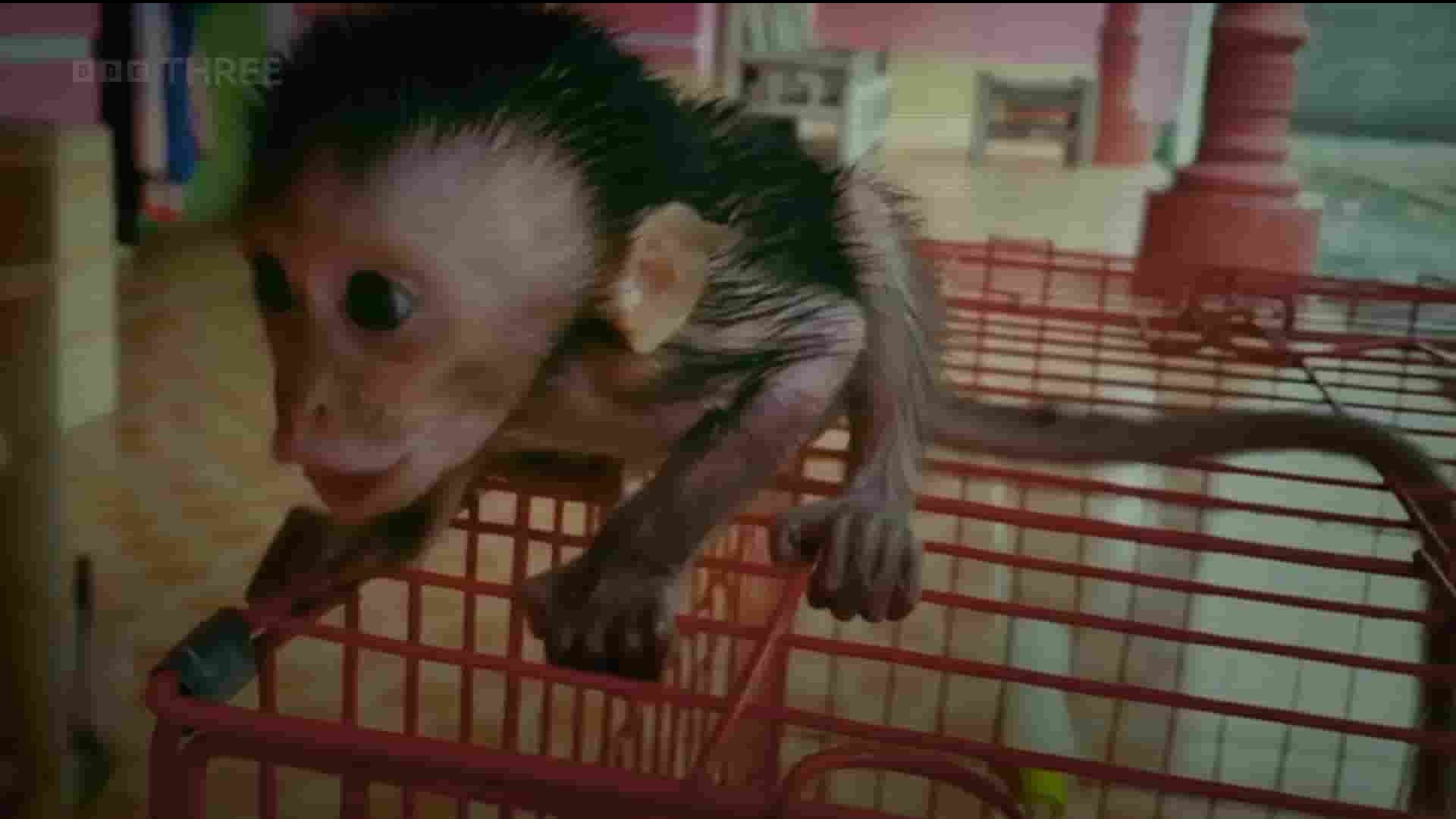 BBC纪录片《讨厌猴子的人 The Monkey Haters 2023》全1集 英语中英双字 1080P高清网盘下载