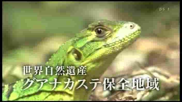 NHK纪录片《哥斯达黎加·自然保护的攻防战 2010》全1集 日语无字 标清网盘下载